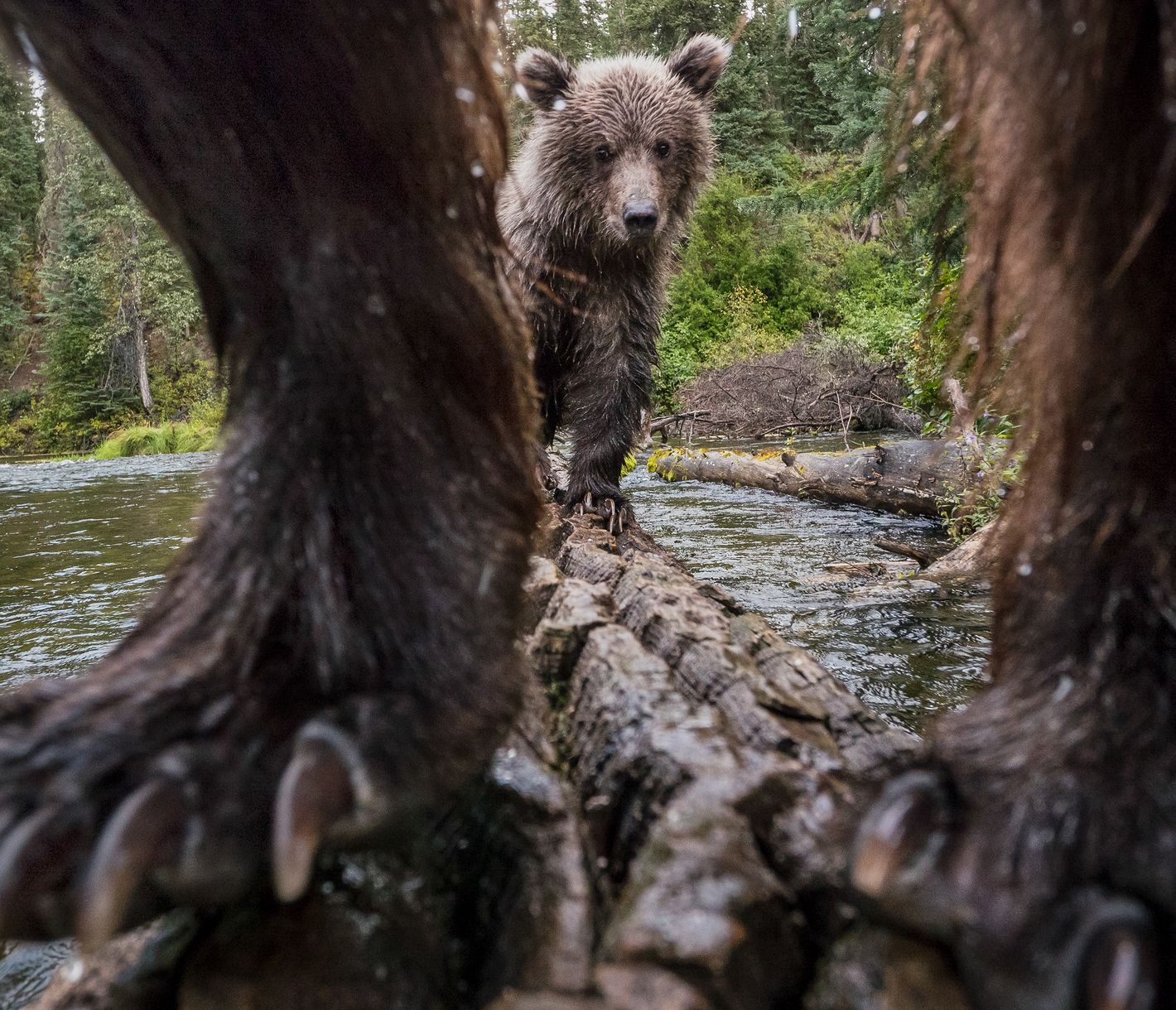 Grizzly dans le Yukon