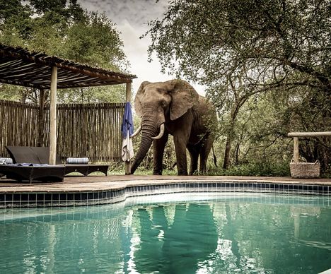 Rhino Post Safari Lodge, Besuch am Pool