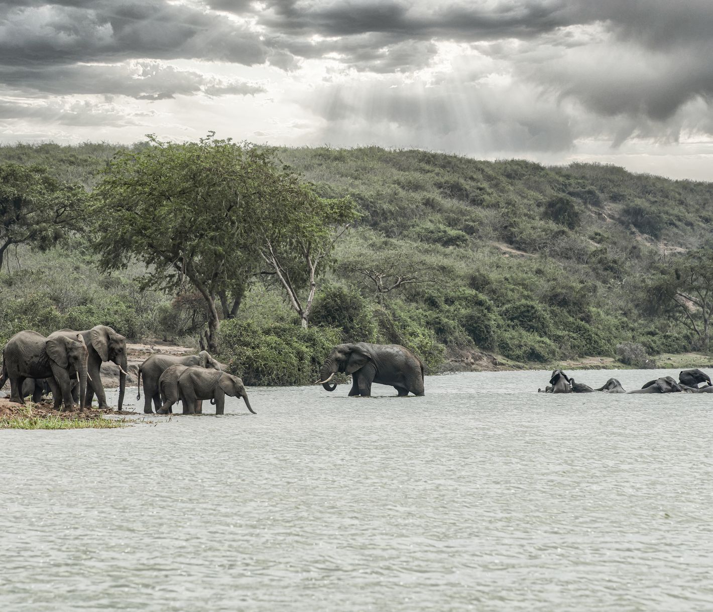Troupeau d'éléphants lors d'une excursion en bateau sur le canal de Kazinga