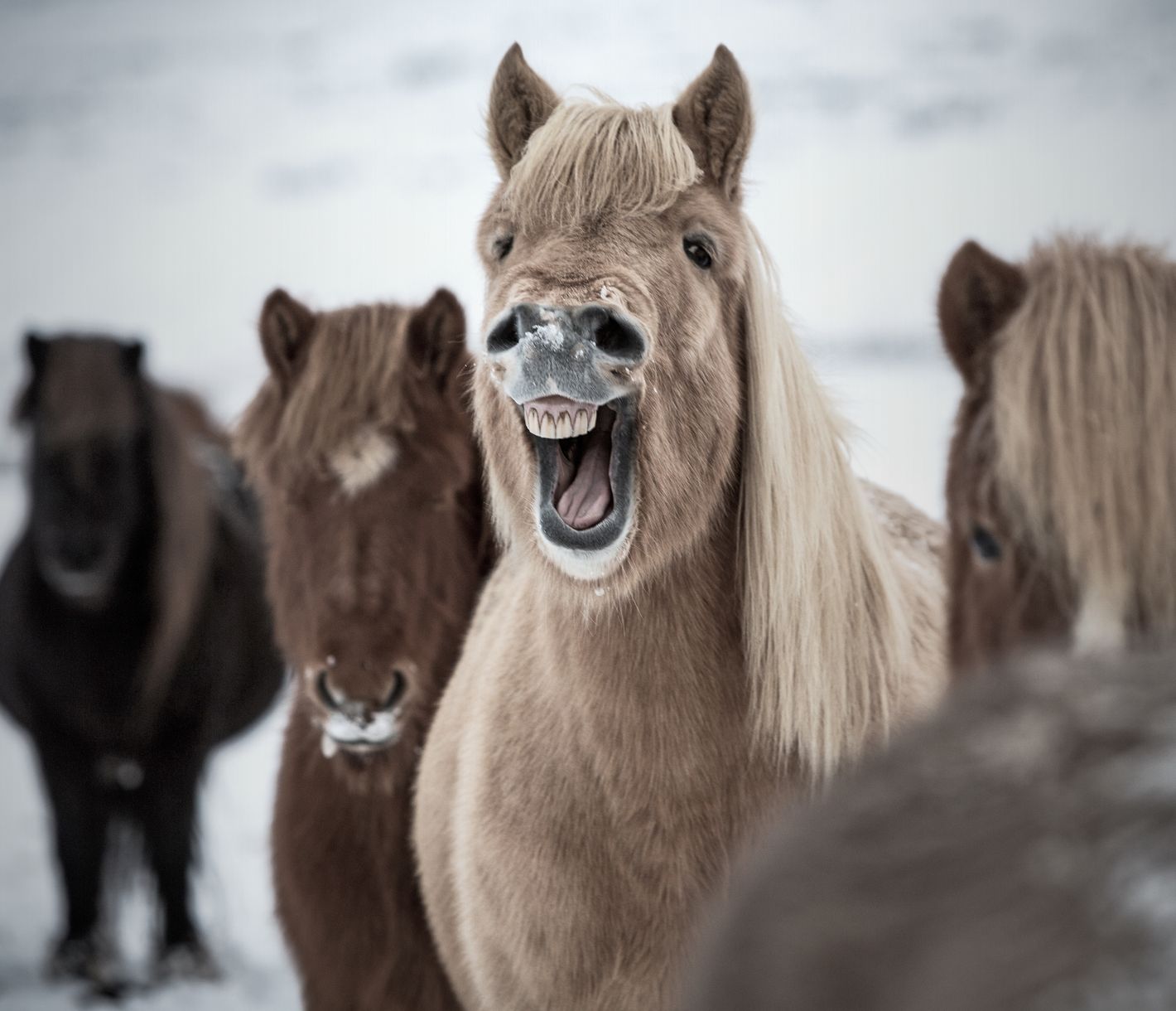 Die vielfältige Landschaft auf dem Pferderücken entdecken