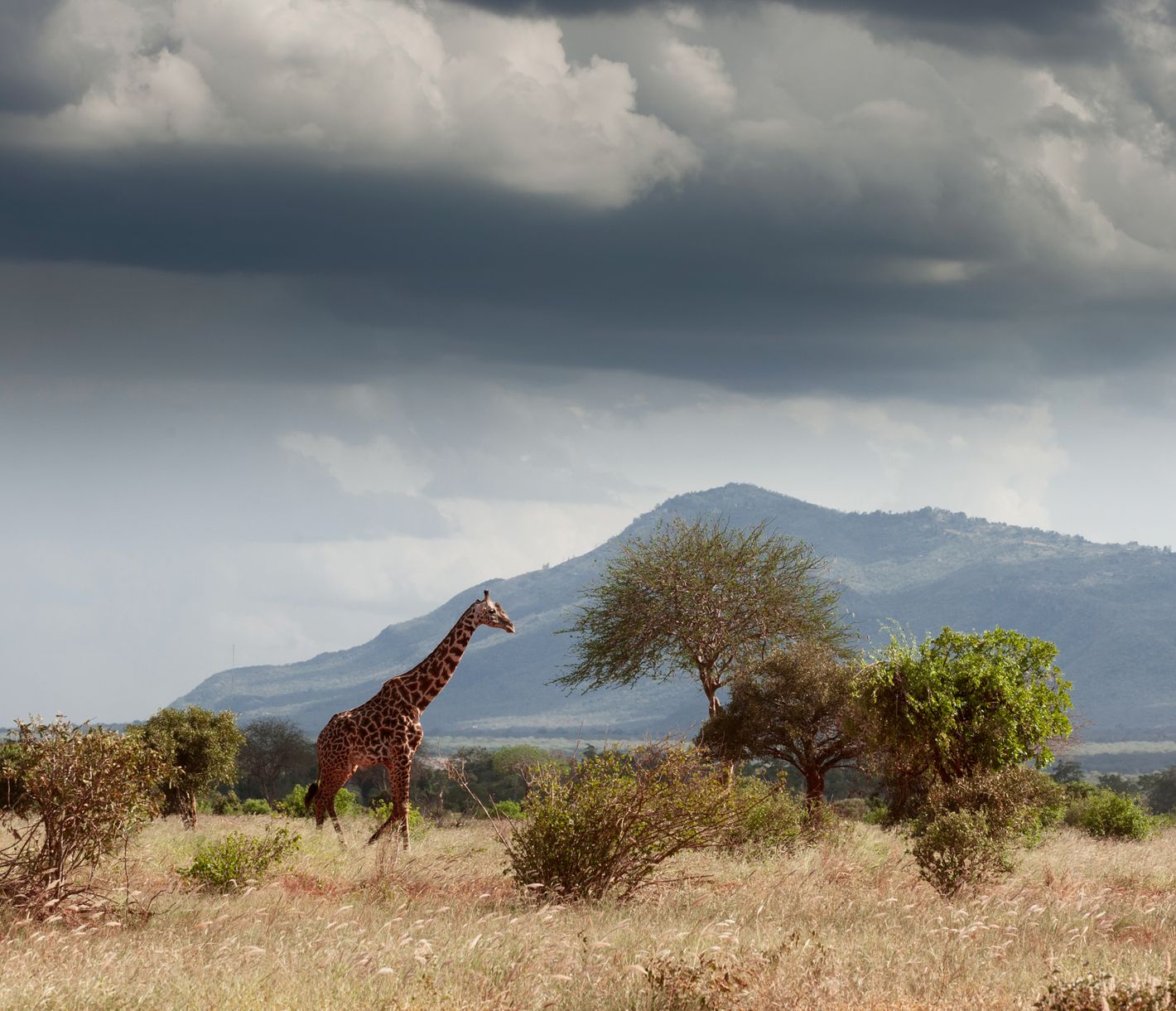 Eine Giraffe durchstreift den Tsavo-Ost-Nationalpark.