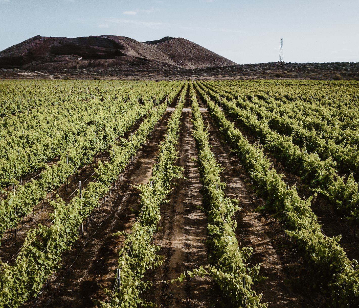 Ein Schatz der kanarischen Weinproduktion