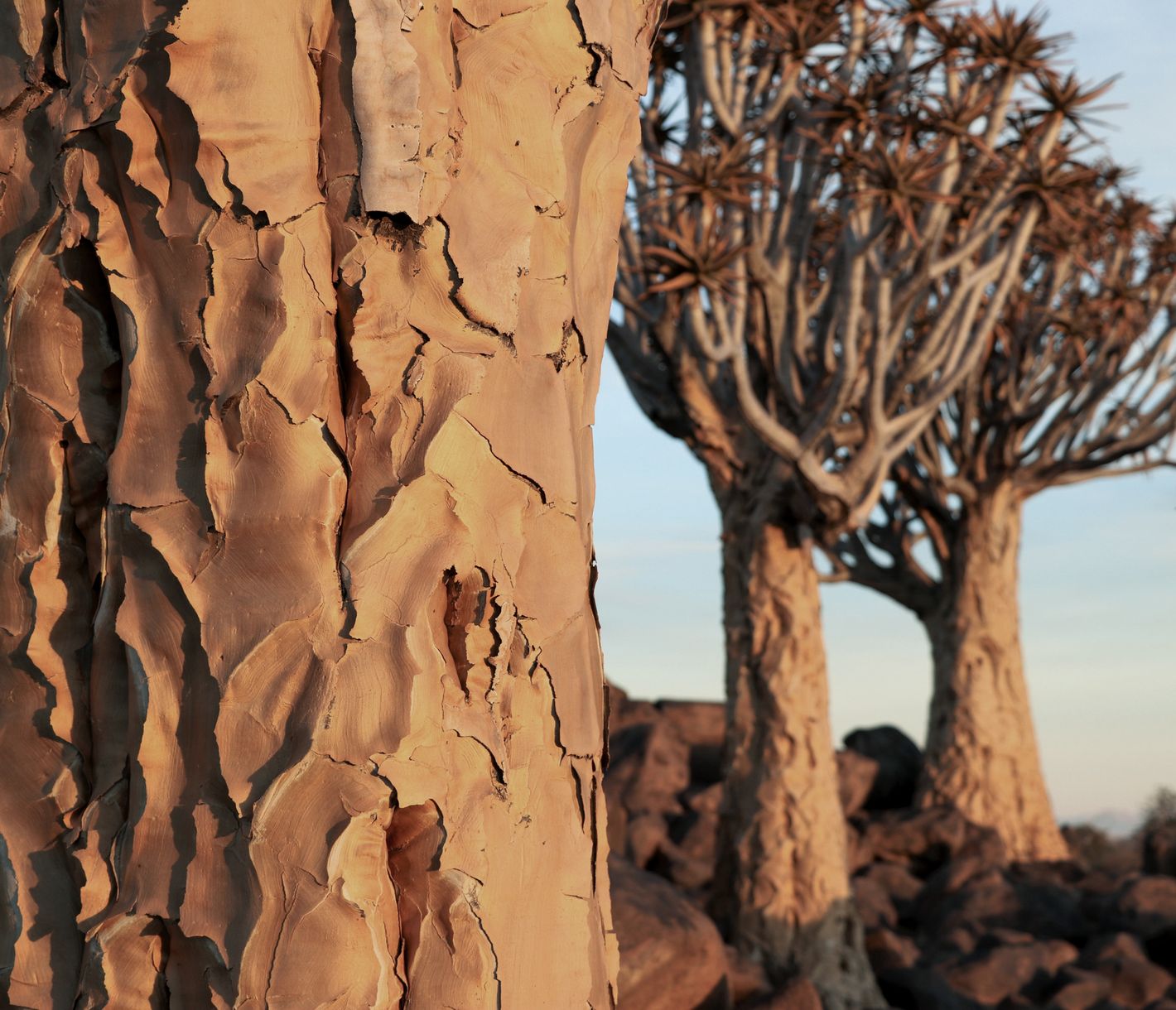 Avez-vous déjà vu une forêt de carquois ?