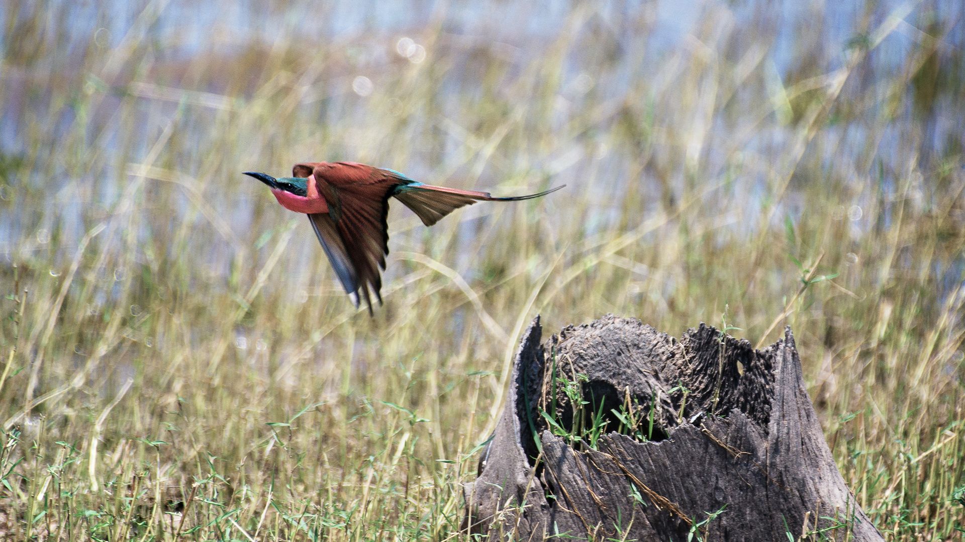Ein Karminespint startet seinen Abflug von einem Baumstrunk
