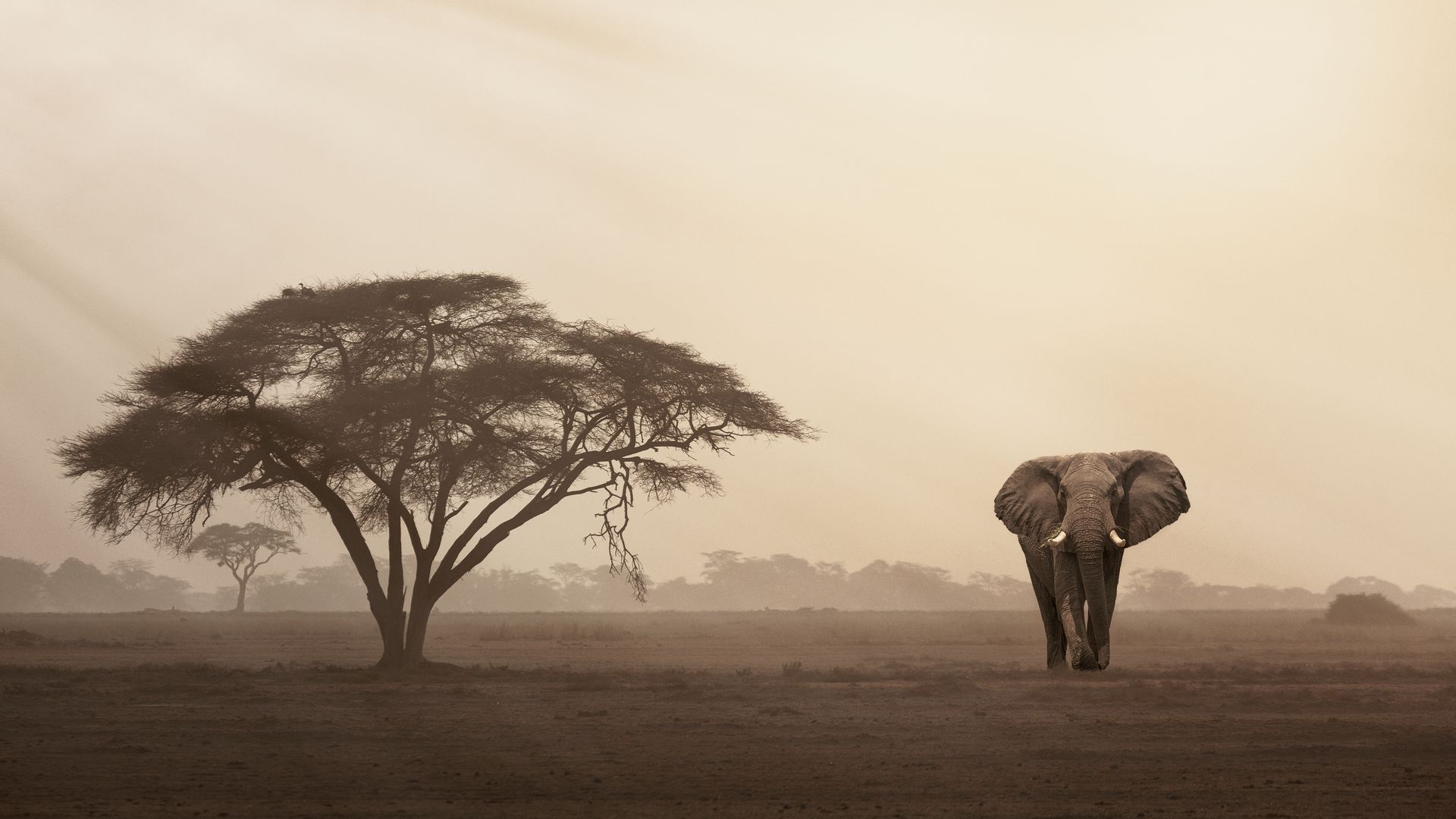Ein Elefant durchstreift die Savanne bei staubiger Morgenstimmung.