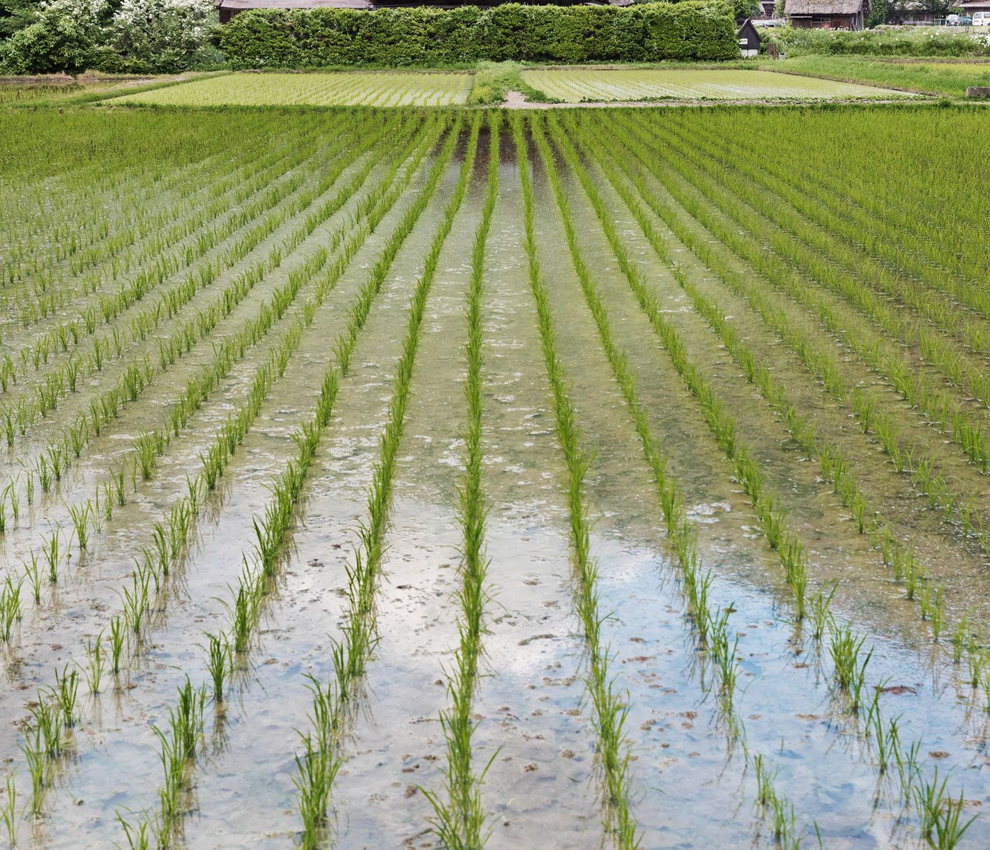 Ce village de chaumières dévoile la vie quotidienne isolée des Alpes japonaises.