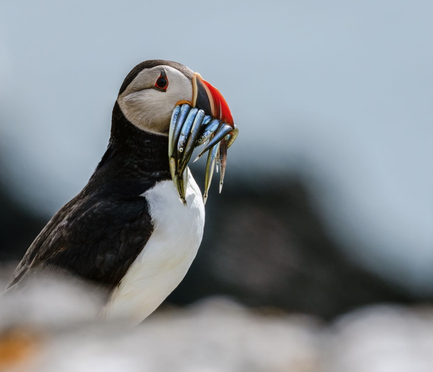 Von Papageientauchern und Elfen