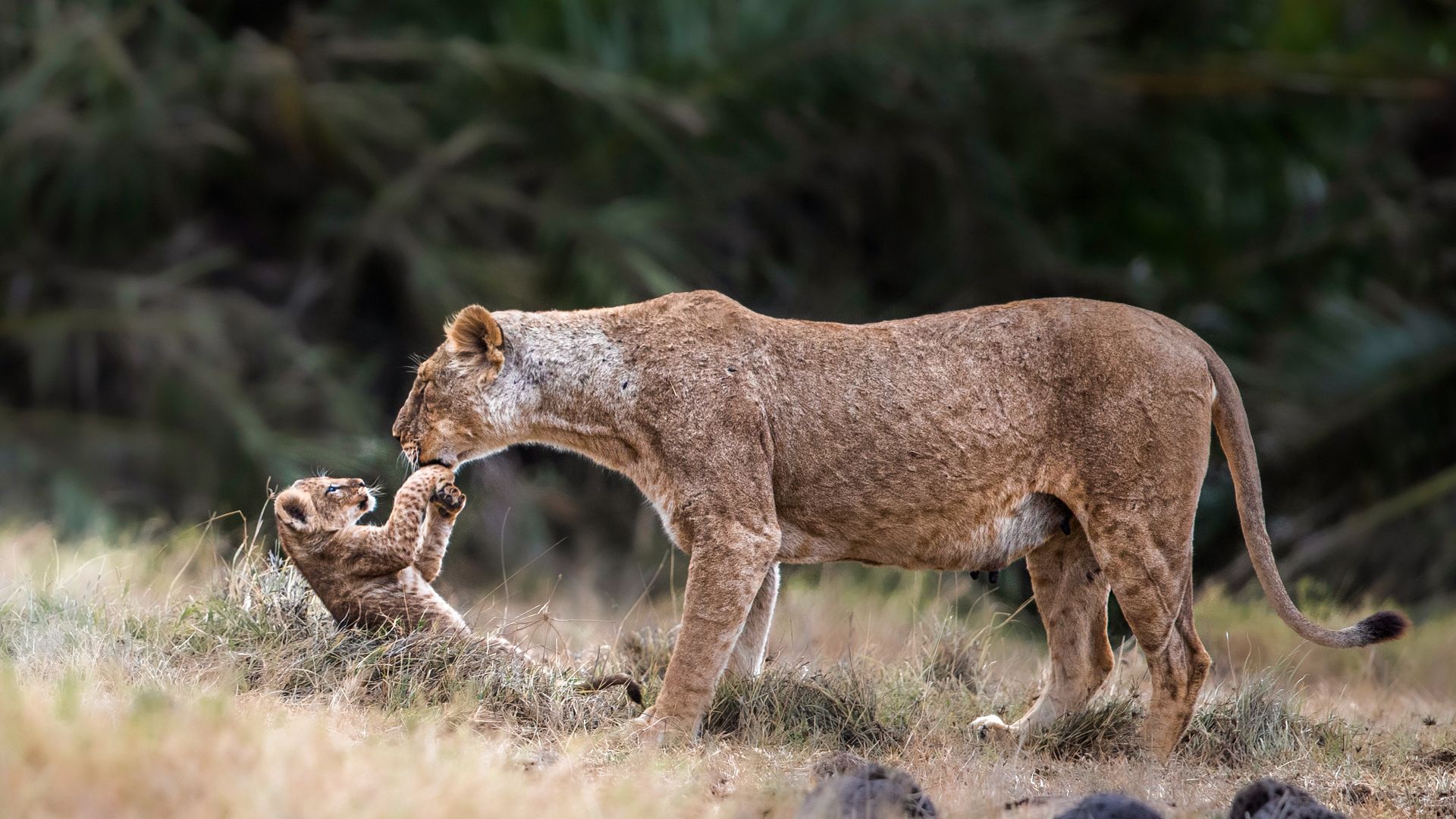 Liebevolles Herumtollen einer Löwen-Mutter mit ihrem Jungen
