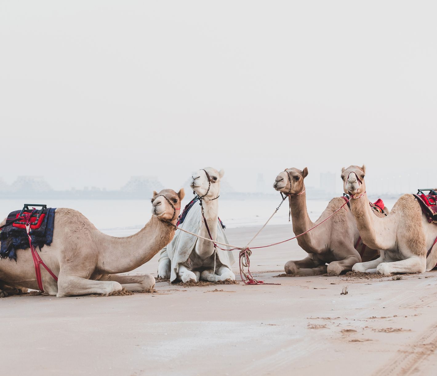 Kamele am Strand von Ras Al Khaimah bei Sonnenaufgang