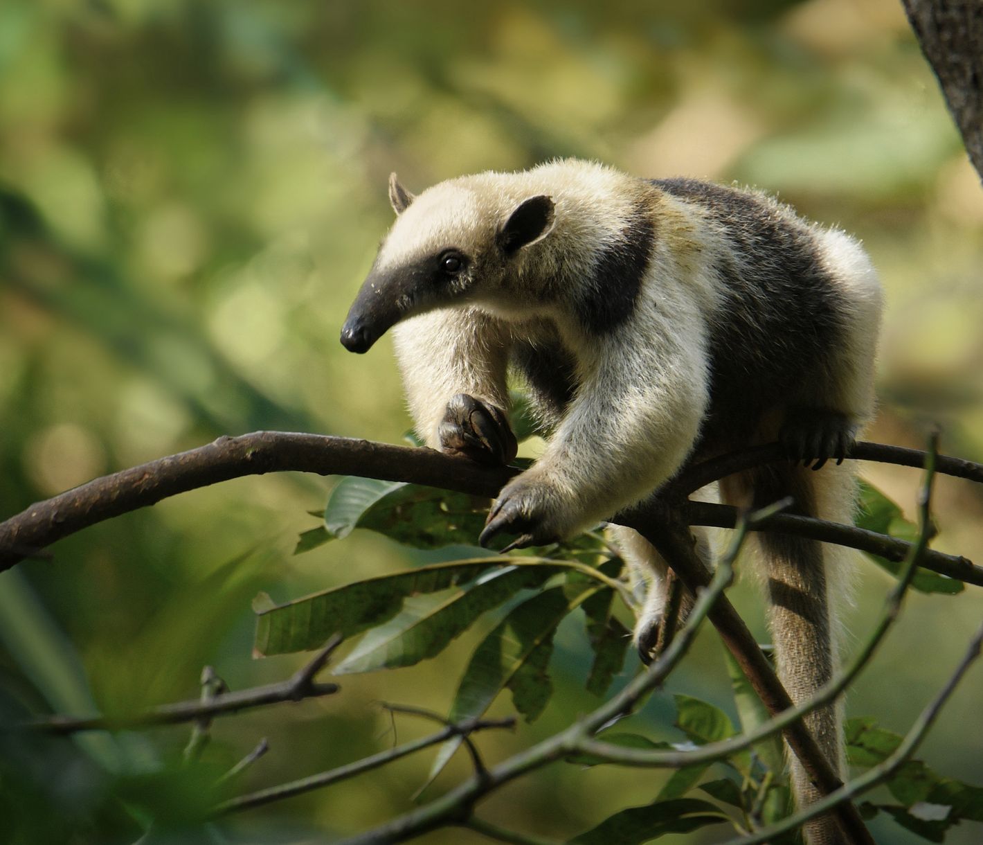 Monteverdes Tierwelt