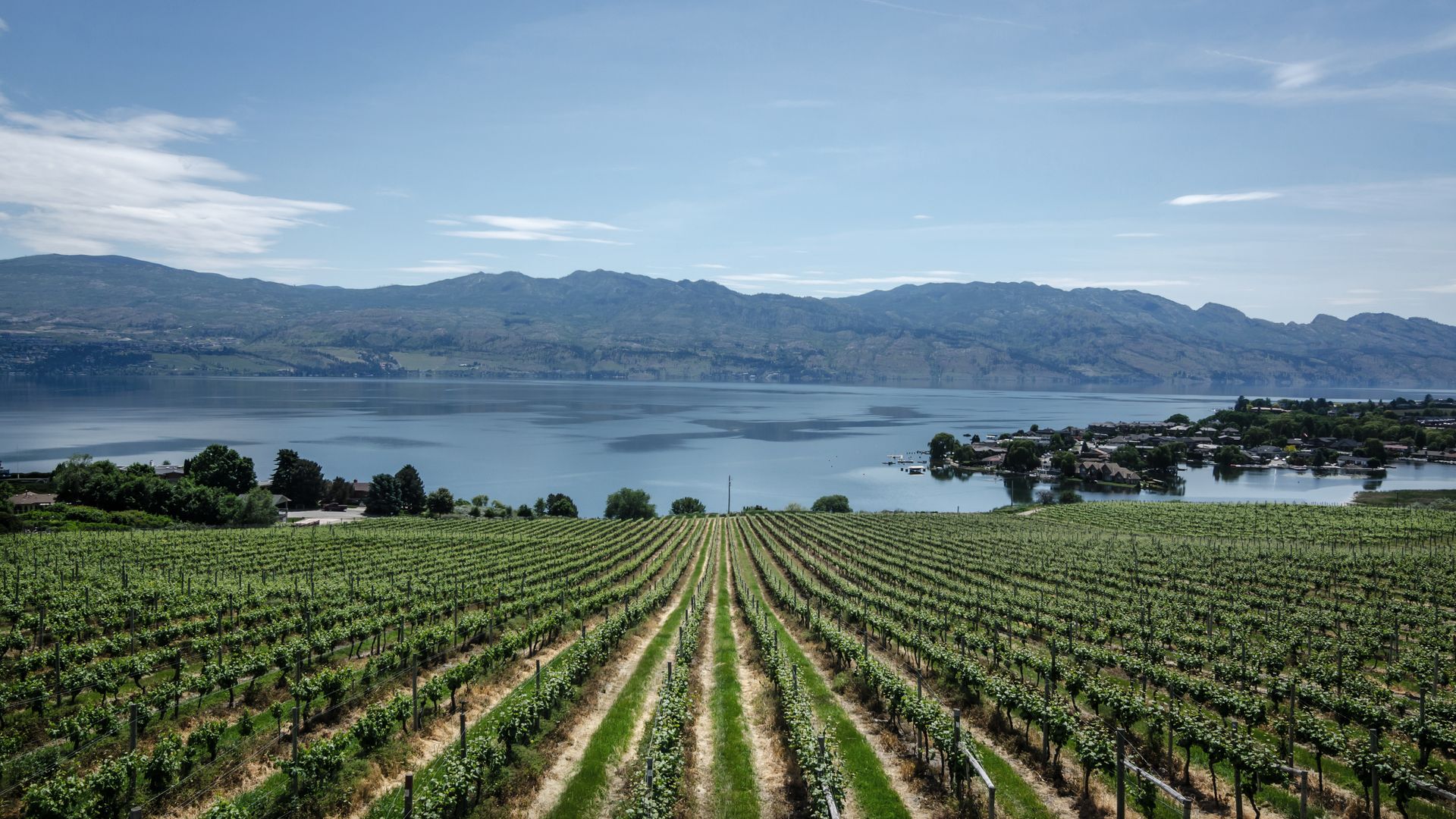 Weinanbau in der Nähe von Kelowna