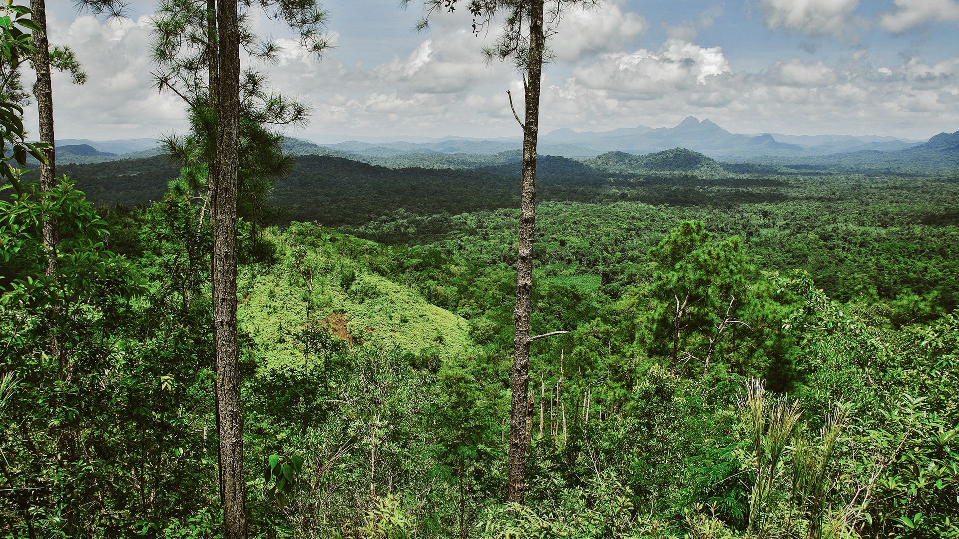 Vue sur la nature sauvage du Cockscomb Basin Wildlife Sanctuary