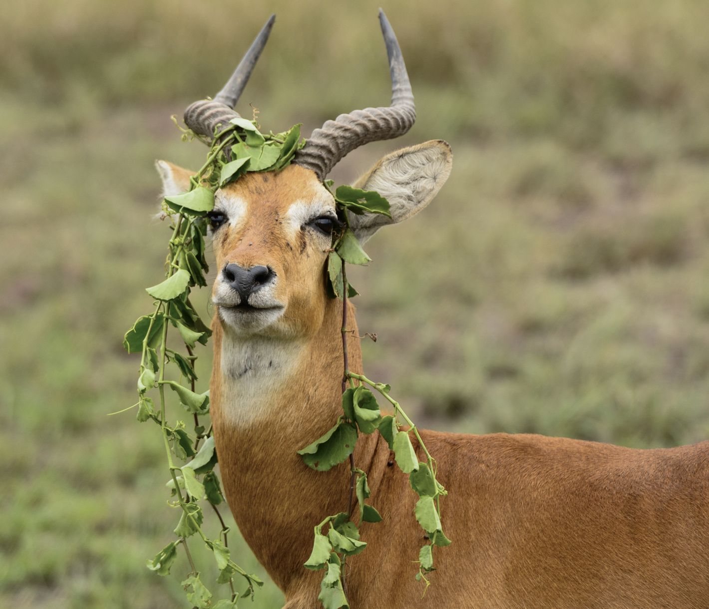 Une antilope flâne dans le Parc National Queen Elizabeth