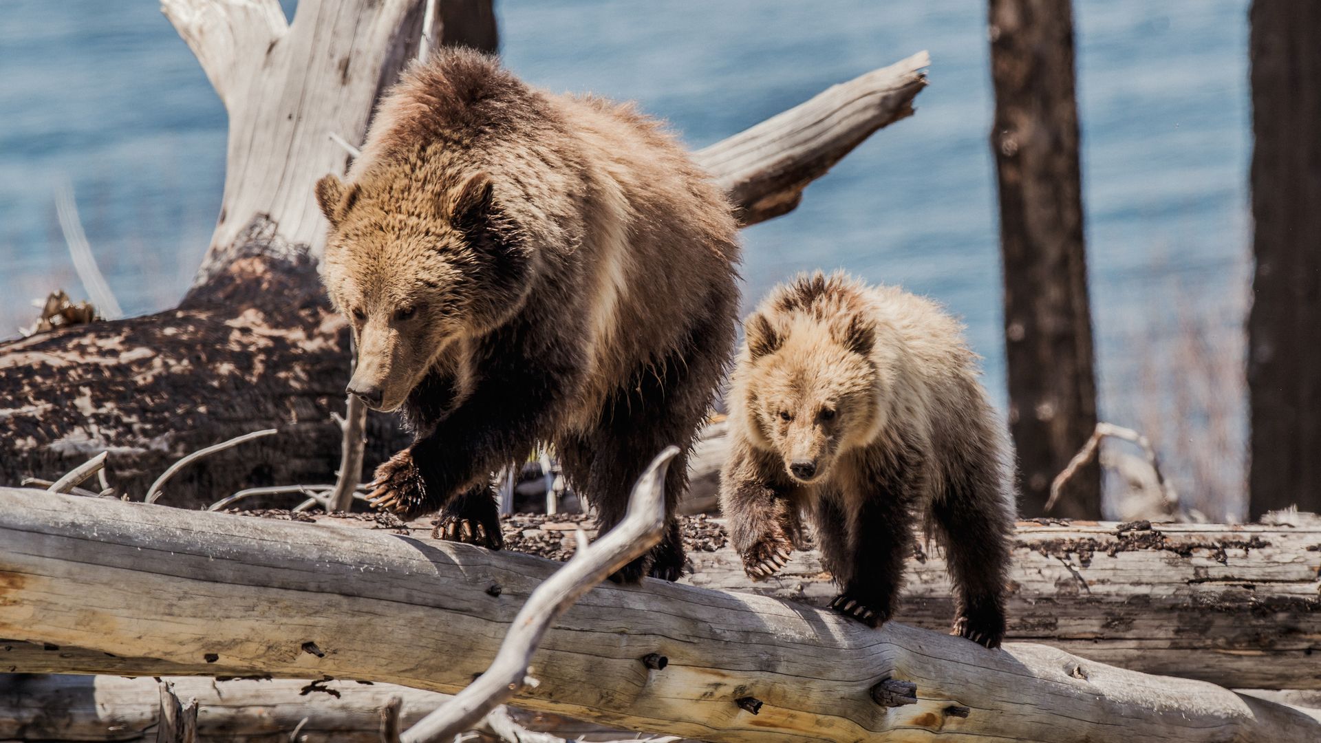 Le Lamar Valley est une région riche en ours, entre autres...