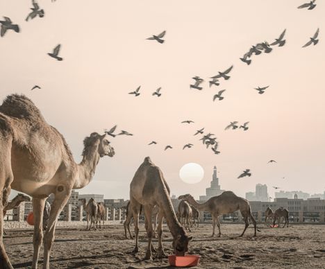 Dromedarherde in Doha im Licht des Sonnenuntergangs