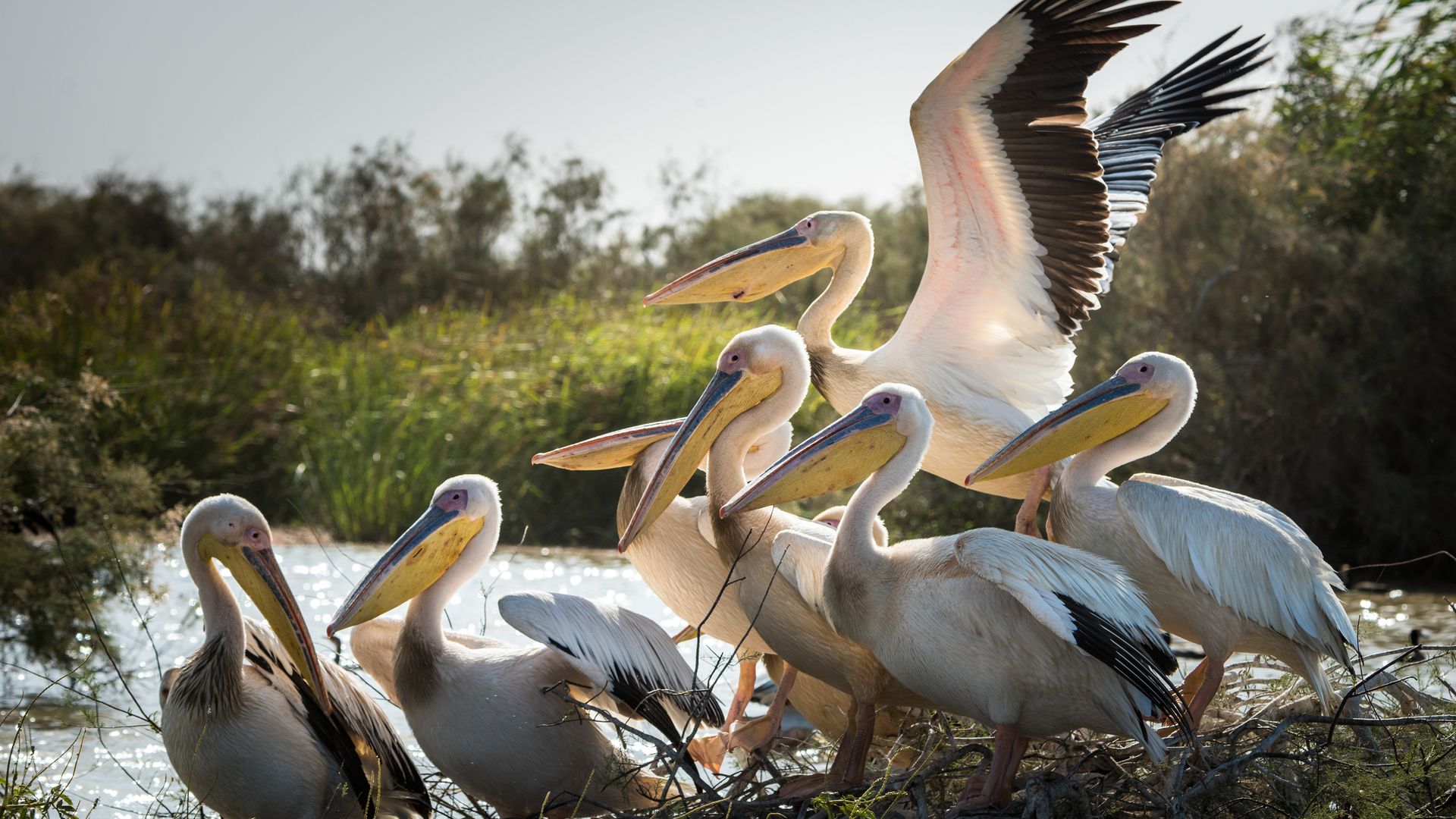 Pelikane im Djoudj-Nationalpark, einem wichtigen Vogelschutzgebiet