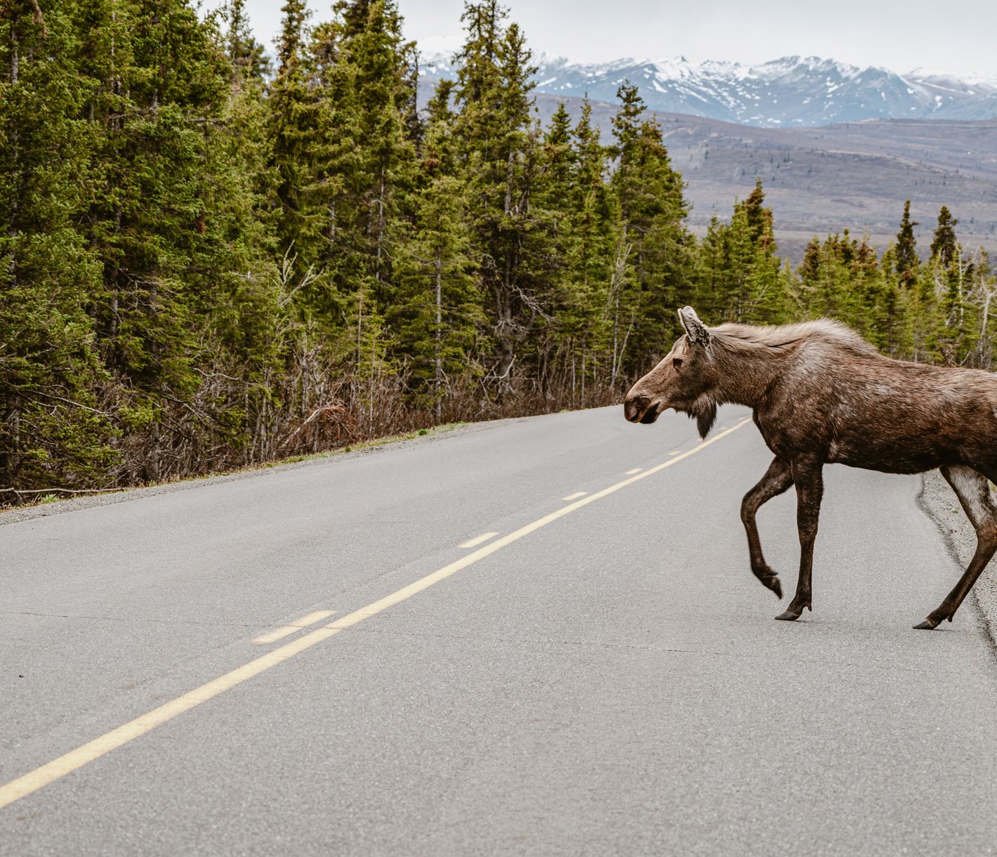 Faszinierende Einzelgänger