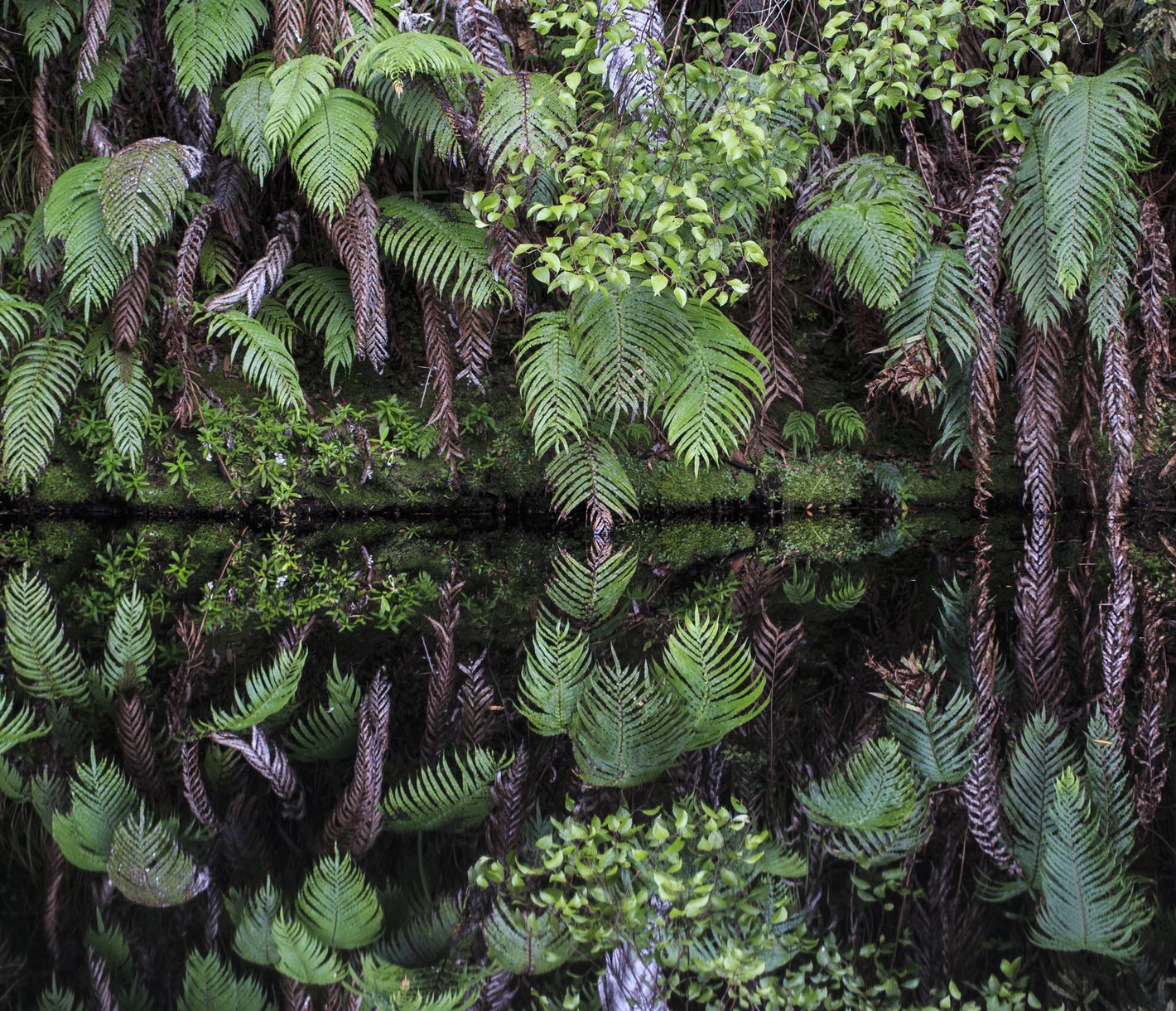 Dichte Buschlandschaft in den Waitakere Ranges