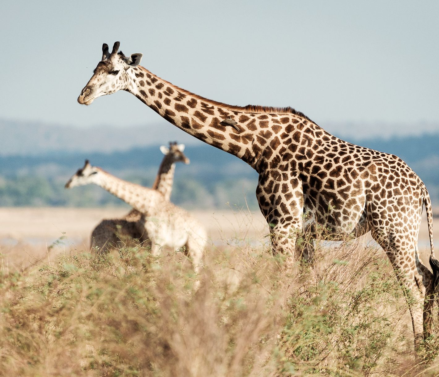 Giraffen im South Luangwa mit Madenhacker-Vogel am Hals