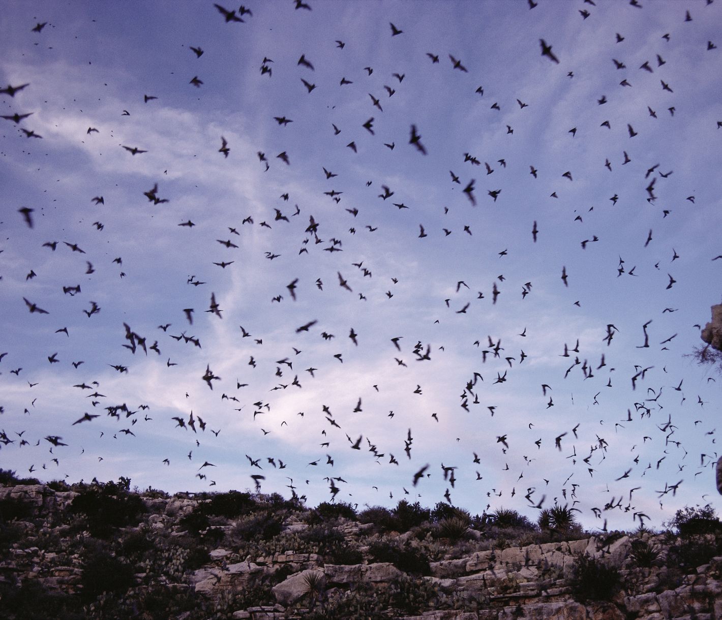 Täglich fliegen tausende von Fledermäusen aus den Carlsbad Caverns in den Nachthimmel.