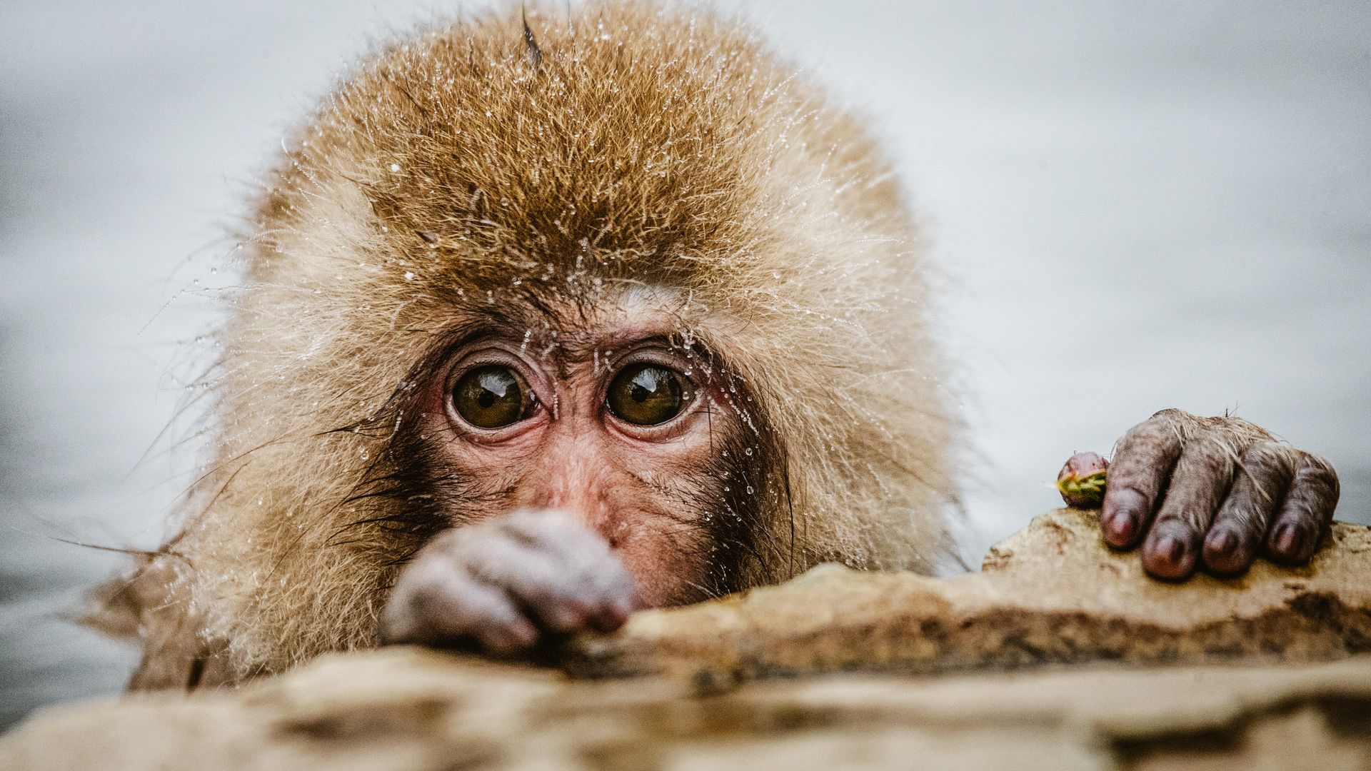 Die badenden Schneeaffen von Jigokudani