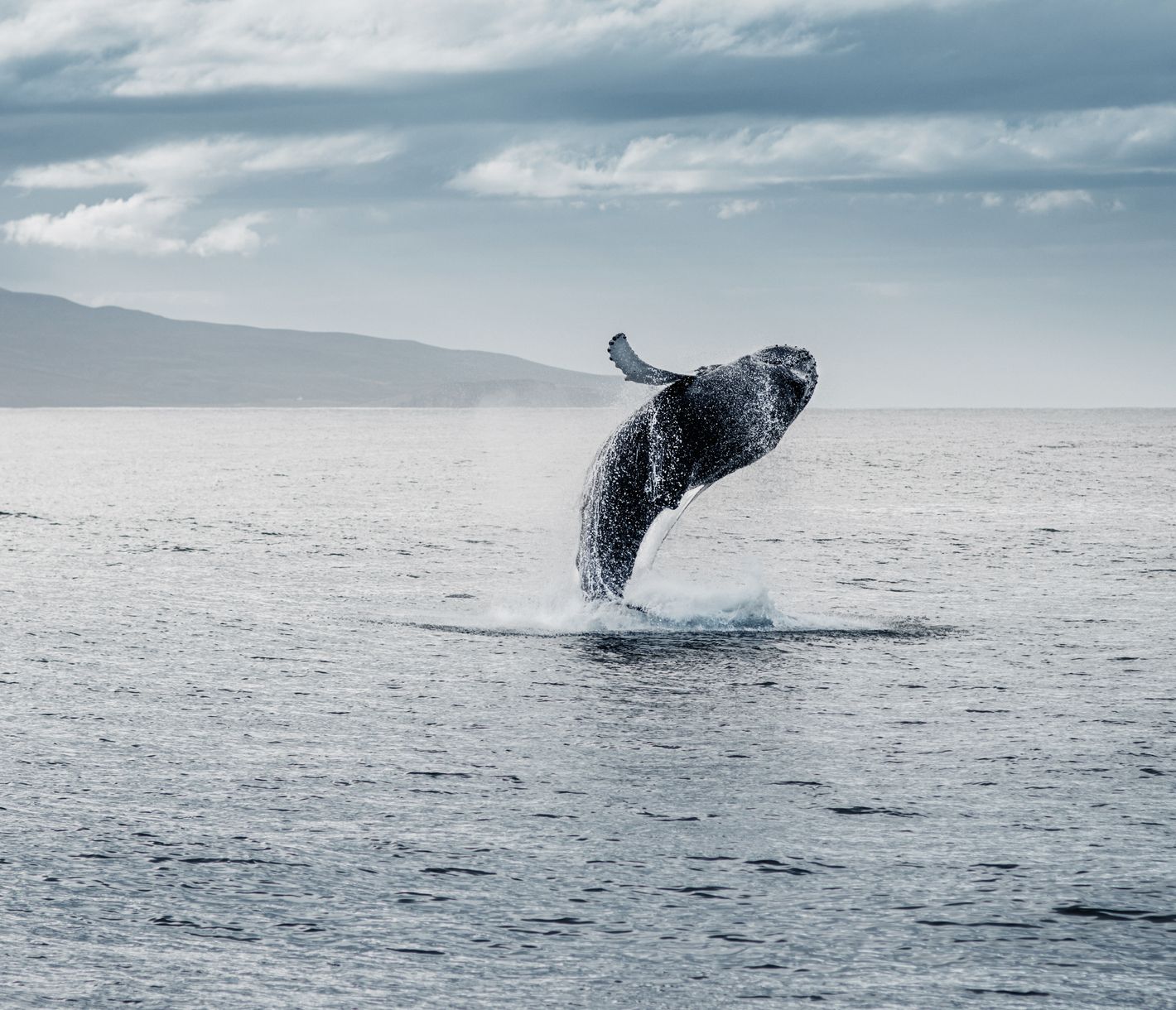 Im Meer um Island gibt es unzählige Wale zu beobachten