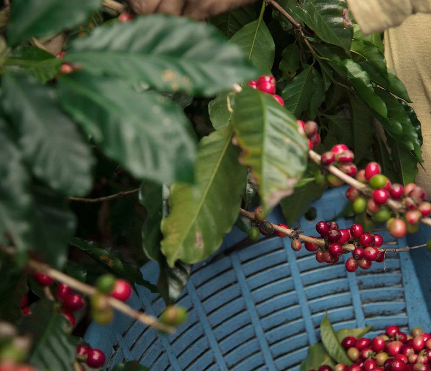 Dem Kaffee auf den Spuren.