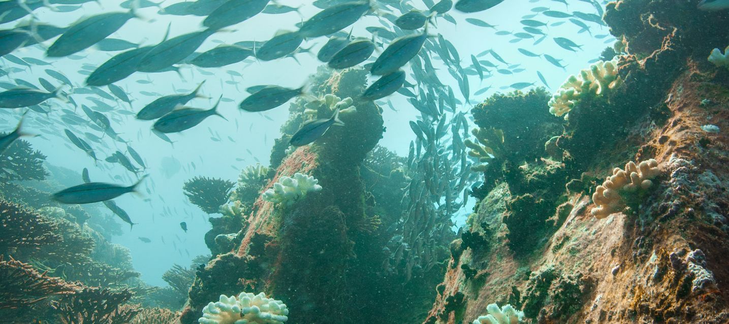Ein Schwarm Zweistreifen-Füsiliere vor der Küste von Mahé