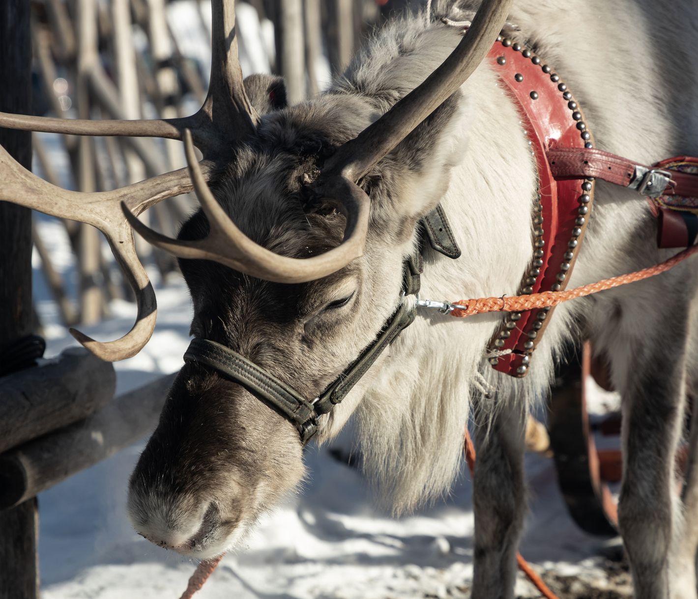 Besuch einer Rentierfarm und Schlittenfahrt