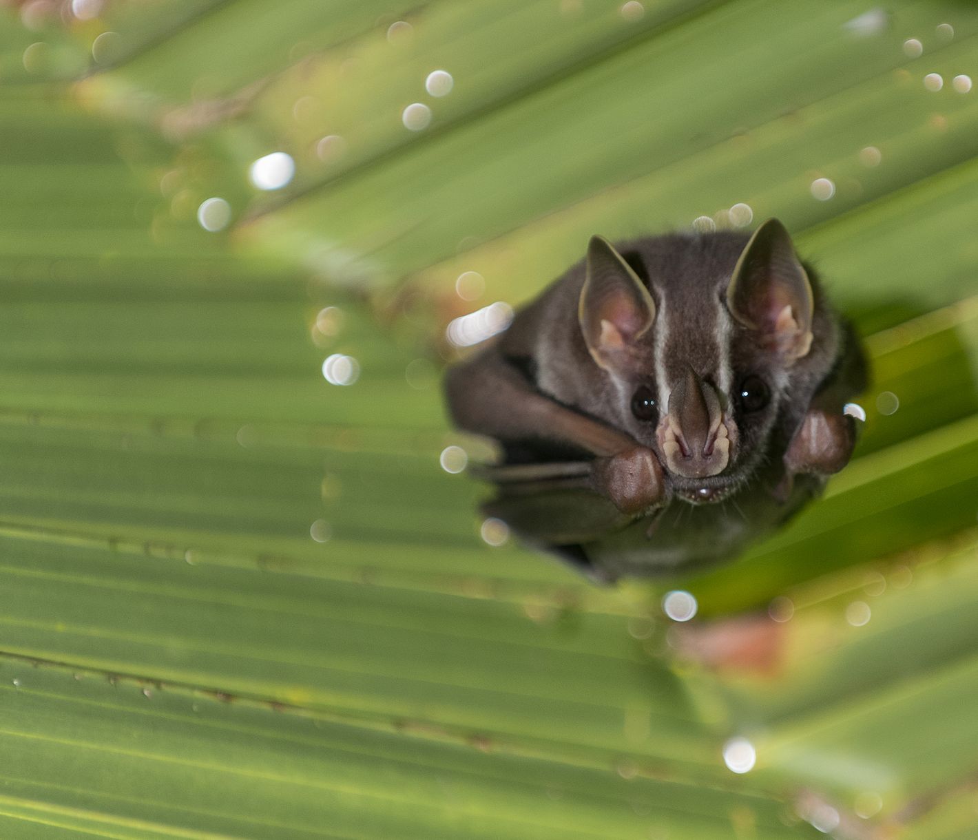 Die fliegenden Mäuse.