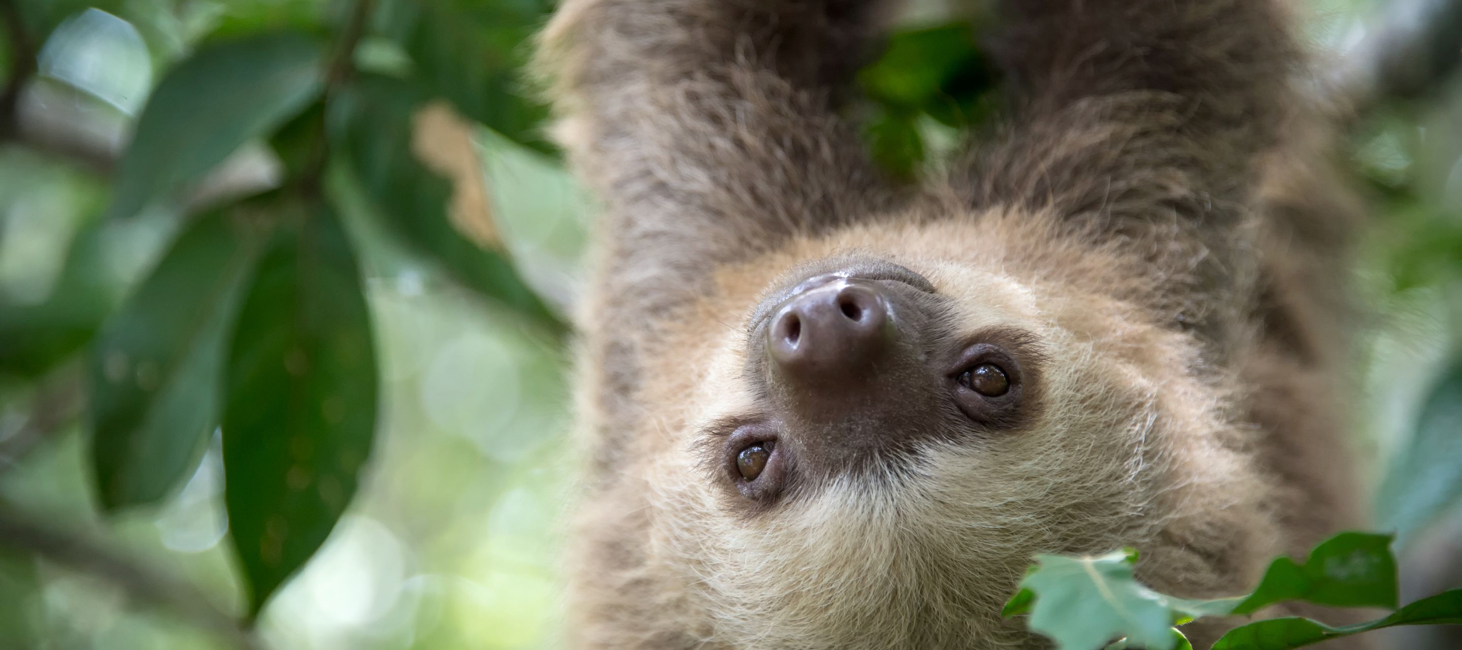 Das kleine Biotop, welches das Faultier mit sich trägt.