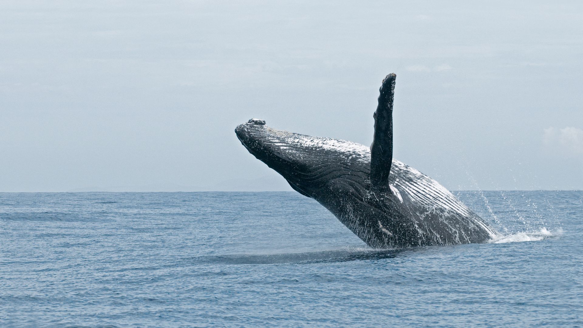 Inoubliable rencontre avec la baleine à bosse, le géant des océans