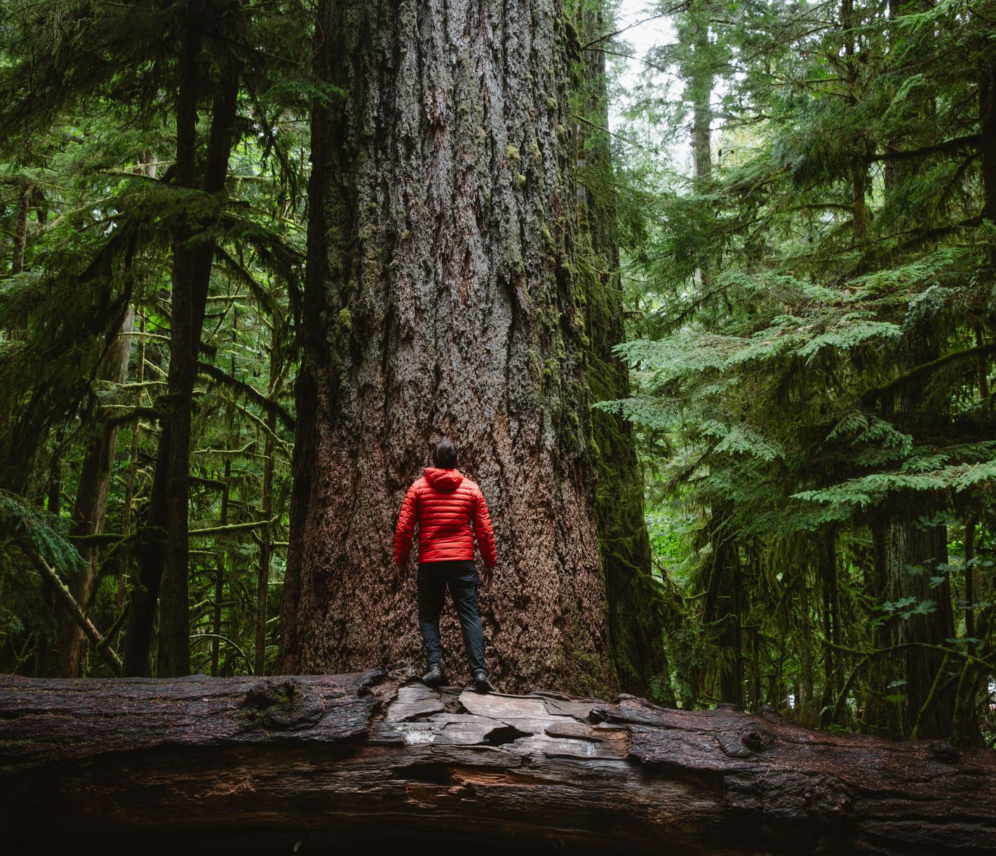 Die Heimat zahlreicher Baumriesen
