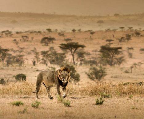 Une rencontre avec le roi de la savanne