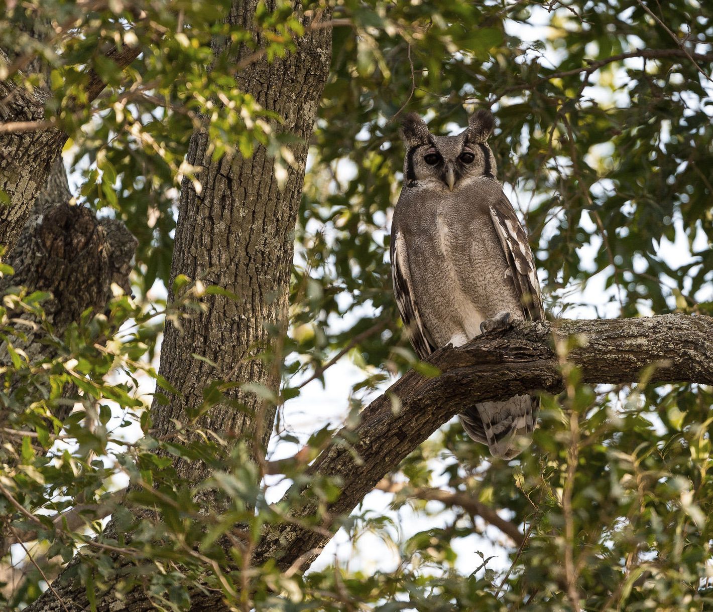 Uhus gibt es auch in Afrika