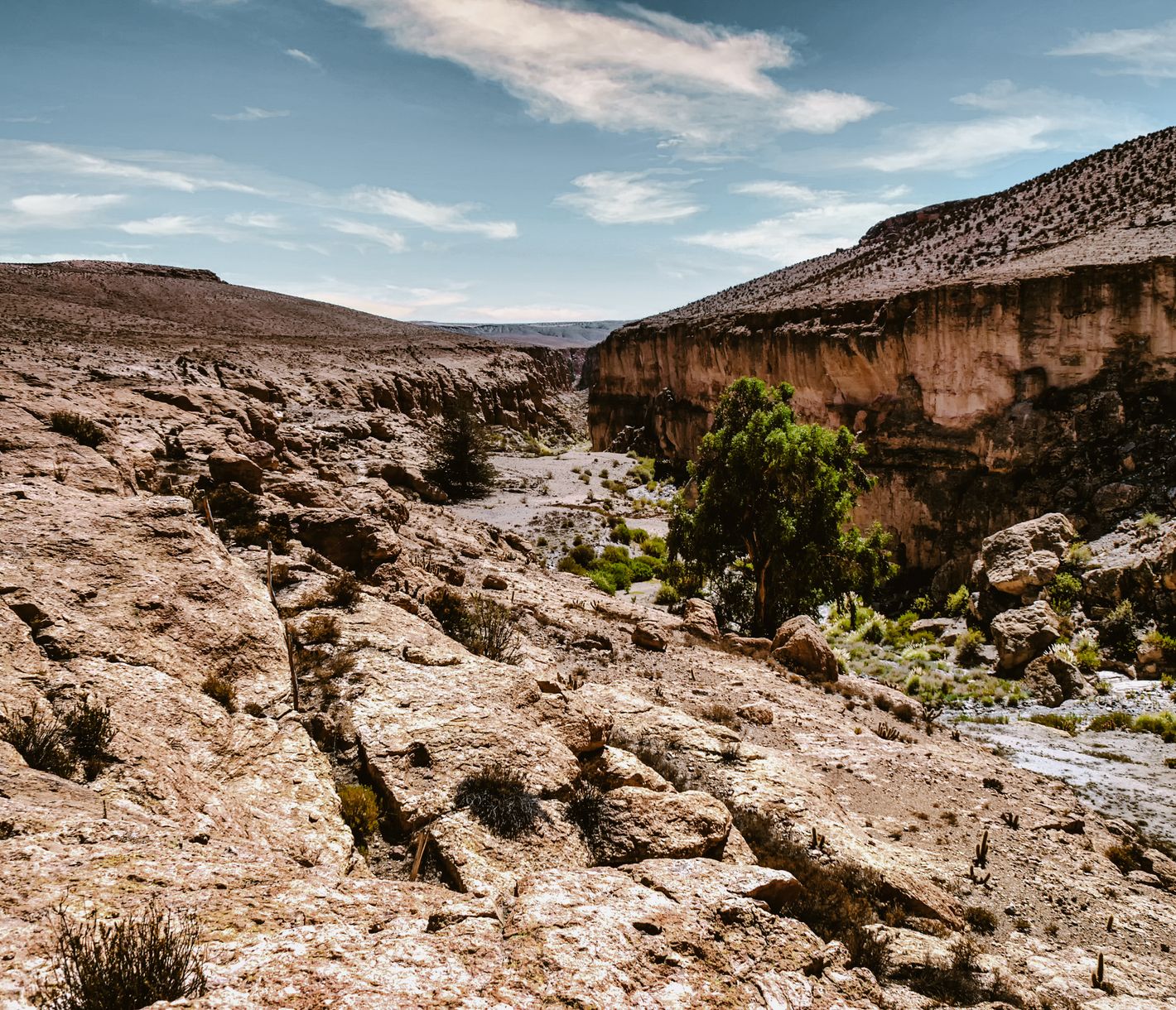 Rund um Codpa werden Avocados, Pfirsiche, Zitrusfrüchte und Trauben angebaut.