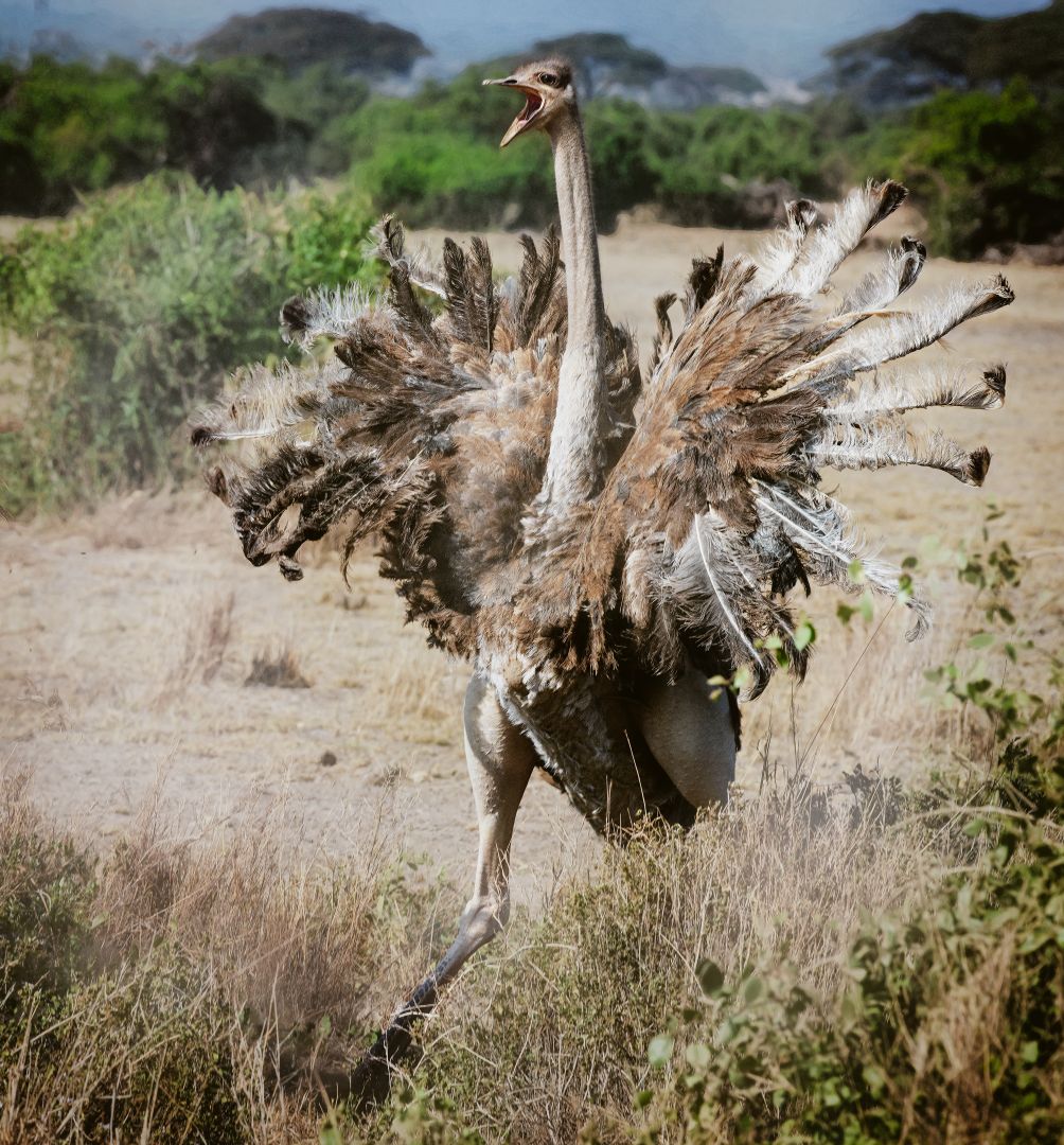 Don't mess with me! Auch Strausse können mal schlecht gelaunt sein.