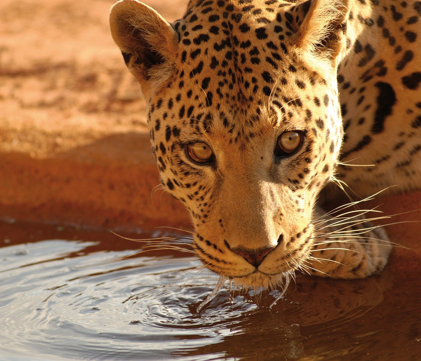 Okonjima, face-à-face avec les félins