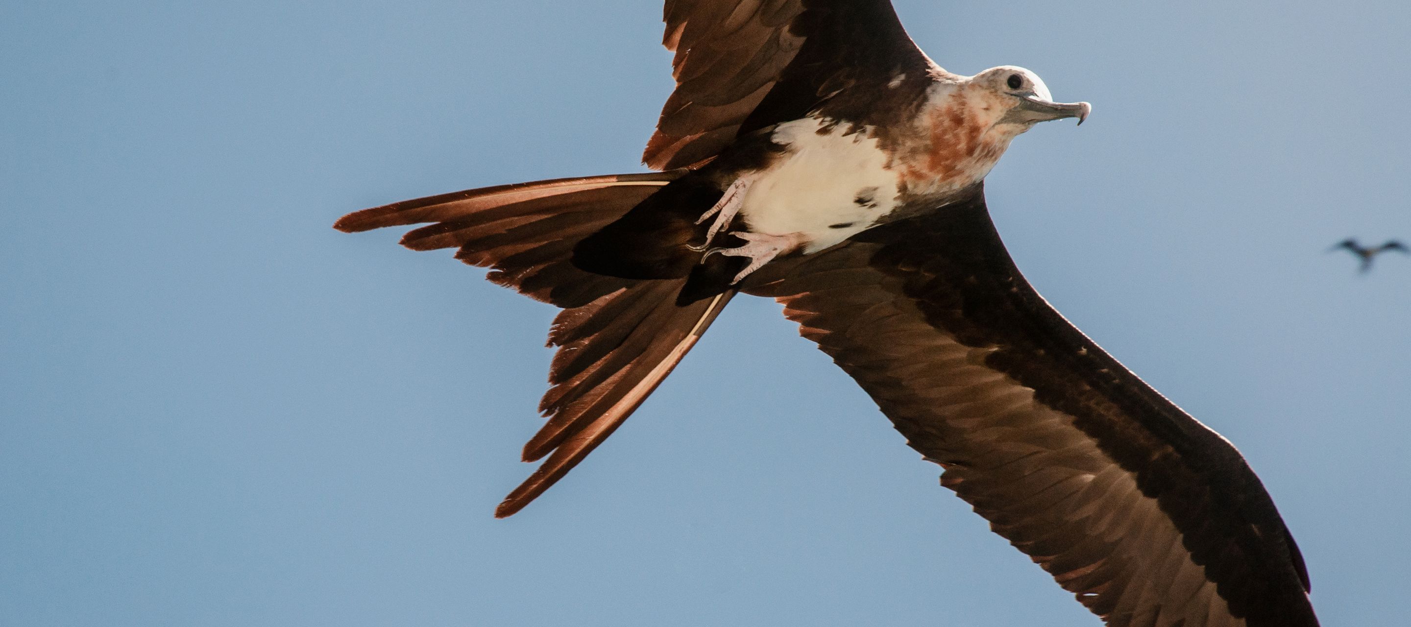 Der Namensgeber von Frégate Island: ein Fregattvogel im Flug auf den Seychellen