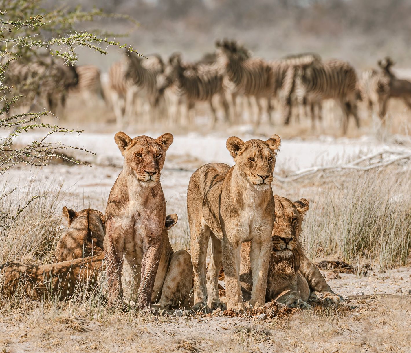 Ein Löwen-Rudel hält Ausschau nach der nächsten möglichen Beute.