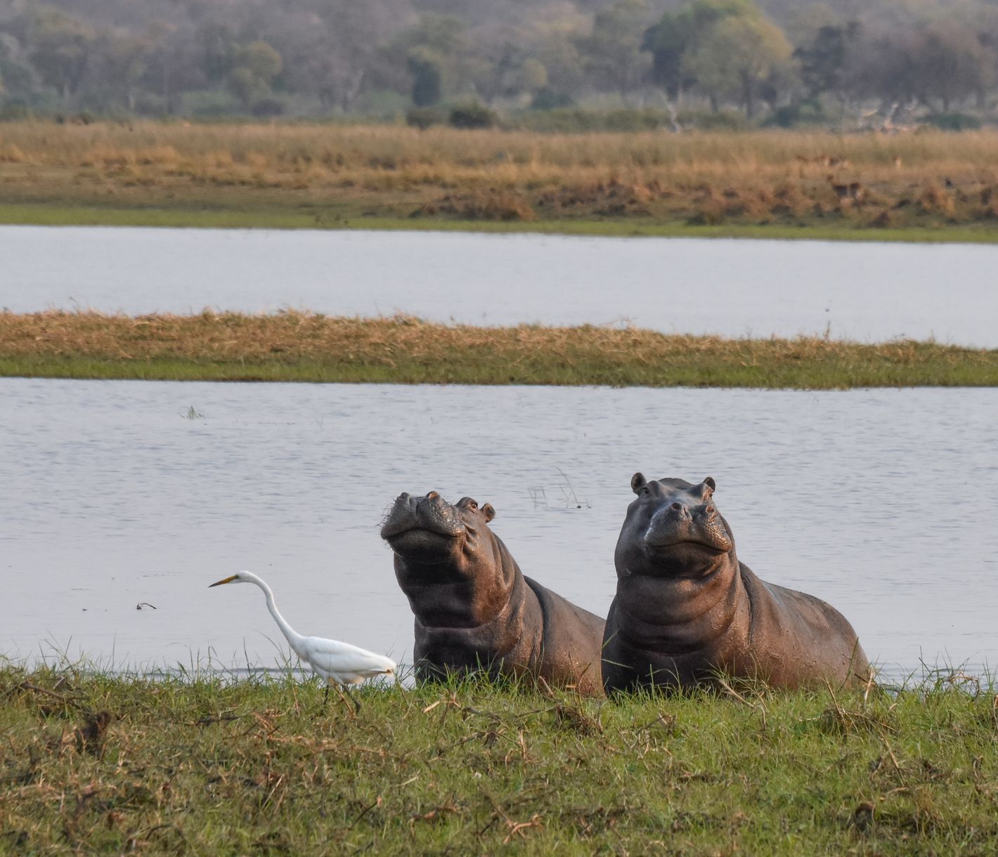 Neugierige Flusspferde beim Erforschen der Umgebung
