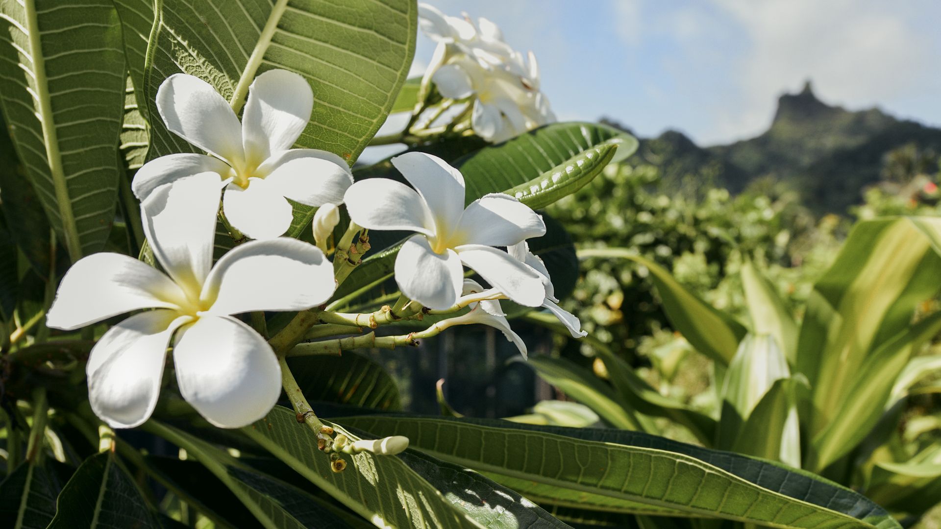 Blumenparadies Südsee