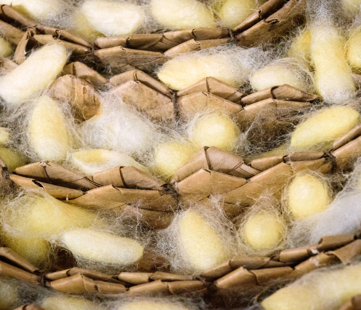 In der Seidenfarm in Puok werden die Prozesse der Seiden-Produktion vorgestellt.