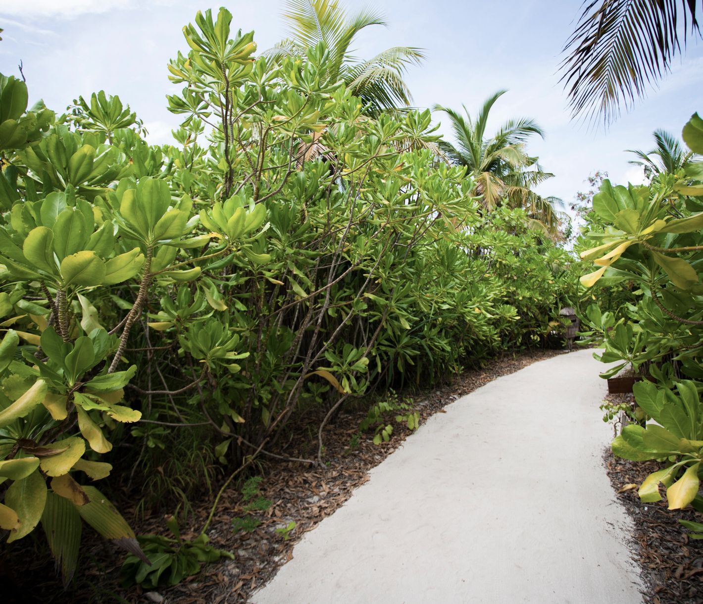 Barfussinsel auf den Malediven: Sandweg durch tropisches Inselgrün