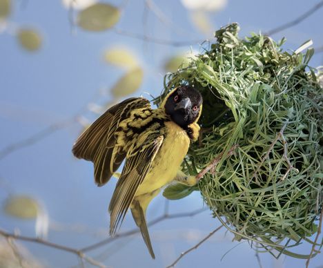 Süsse Nahaufnahme eines Maskenweber-Vogels an seinem Nest