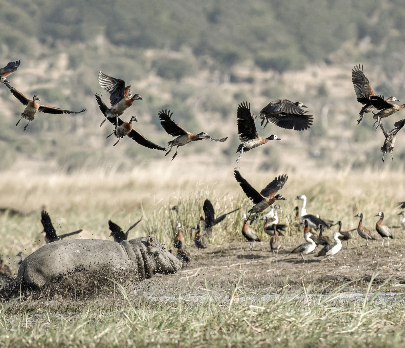 Scène de vie le long de la rivière dans la bande de Caprivi...
