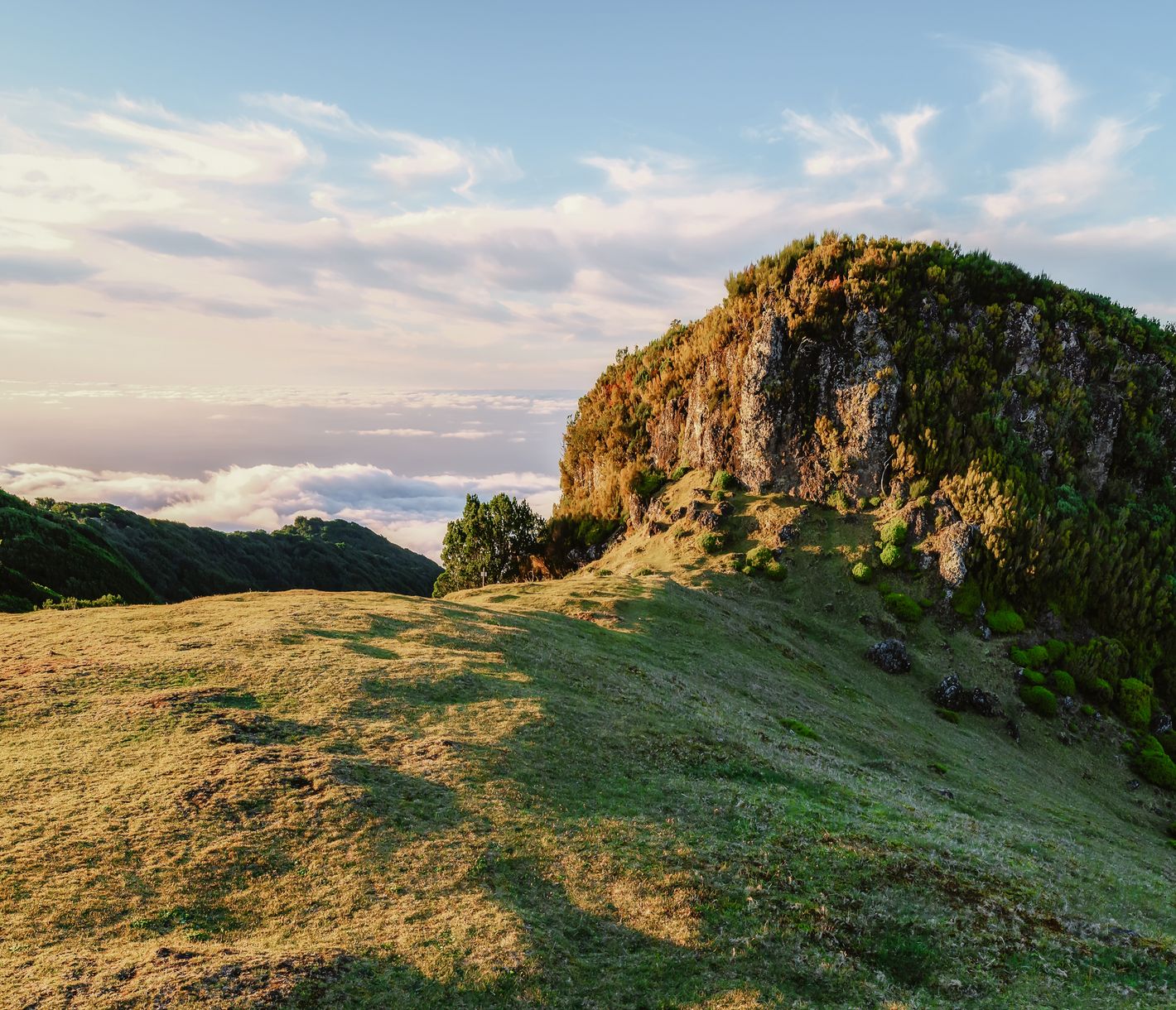 Lorbeerwald auf Paul da Serra – ein grünes Juwel in den Höhen Madeiras