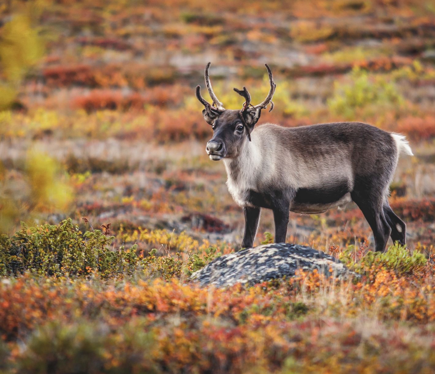 Zu Besuch bei Rudolph!