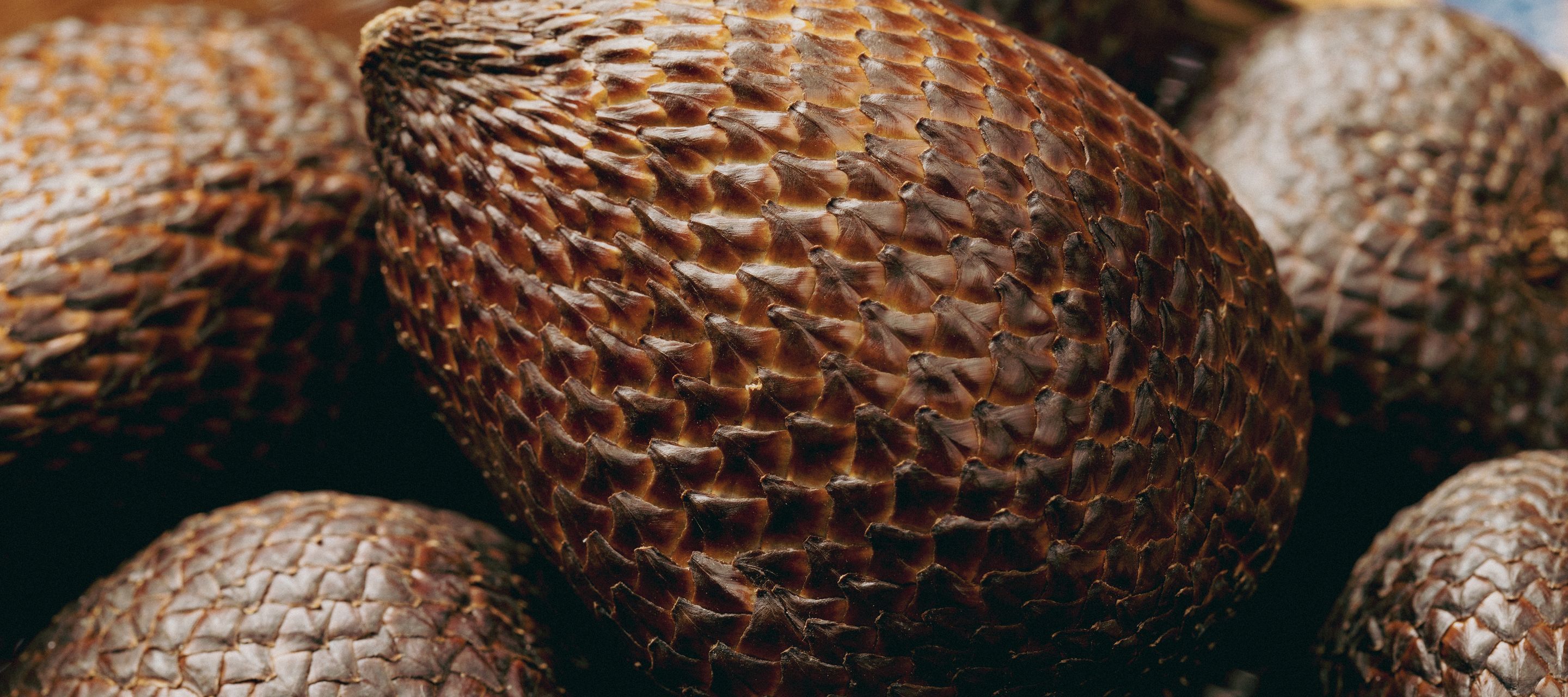 Salak, die Schlangenhautfrucht