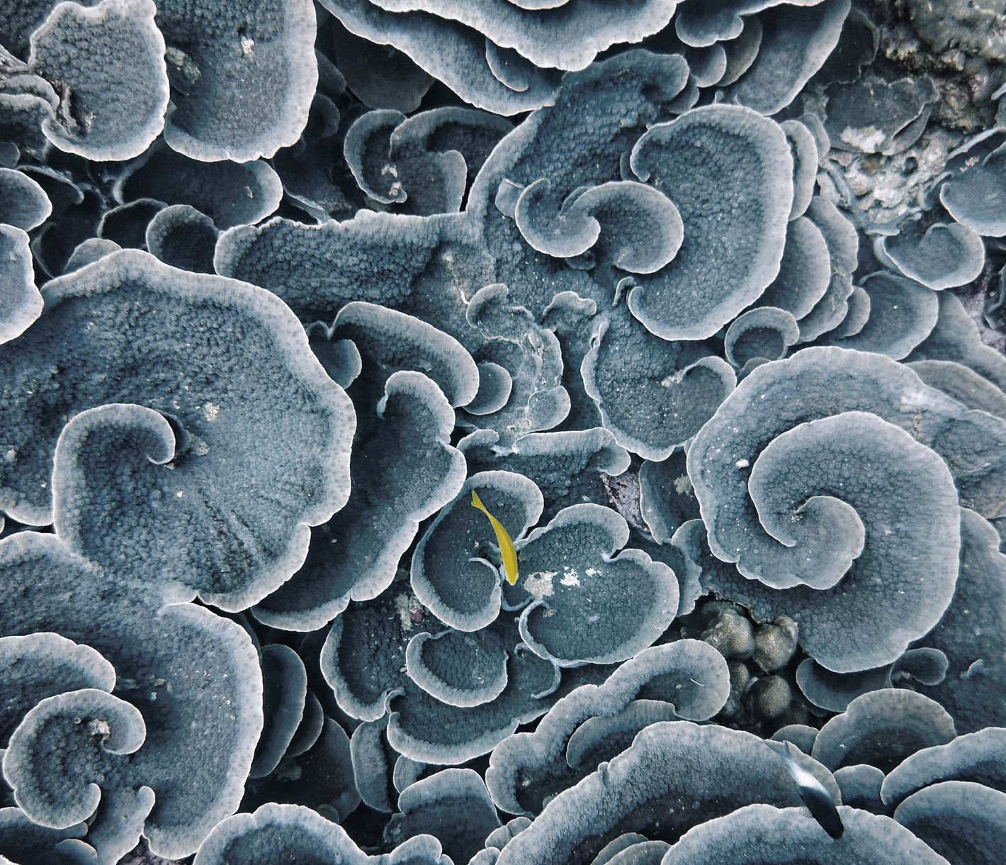 Korallengarten unweit der Küste von Mahé